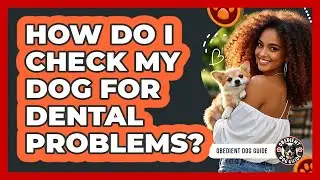 How Do I Check My Dog For Dental Problems?