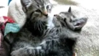 hugging brothers pookie and bugsy: sleeping twin kittens So cute!