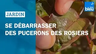 Comment se d&eacute;barrasser des pucerons sur les rosiers - les conseils de Roland Motte