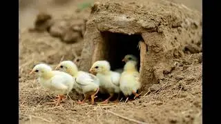 What's Coming Out of the Earth? 🌿 Tiny Chicks Emerge in Nature! #Shorts
