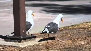 Western Gulls pair bonding behavior