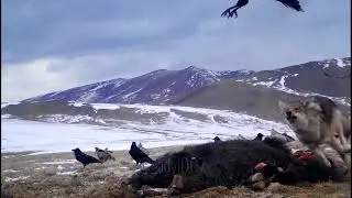MURGAB &ldquo; SARY - KOL &ldquo;