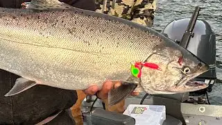 How to select the right size and color spinners for Columbia River Fall Chinook Salmon.