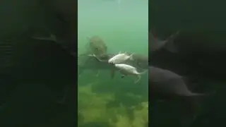 Big fish eat small fish #fishing #hunting #ocean #shortyoutube