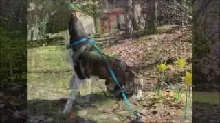 Dog training using Recallers games is teaching us about TRUST!