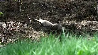 Rare morning dove color