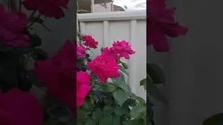 Beautiful Roses in my garden #sydneyspring #roses #springvibes #trending #viral #garden #🌹#😍