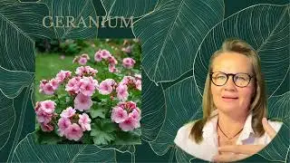 Geranium Essential Oil - Arc&aacute;natūra Bōtanica Card Reading