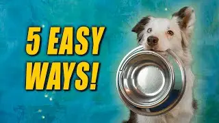 Моя собака ест слишком быстро! Как замедлить процесс еды у вашей собаки