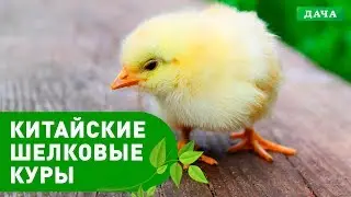 Энциклопедия домашних животных №14 - Китайские шелковые куры