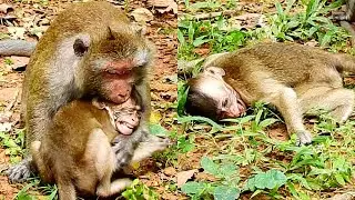 Super Cry Hurt, Furious, Quinton Screaming &Crying So Loudly, Mom Weaning & Big Warning,  Bite Baby
