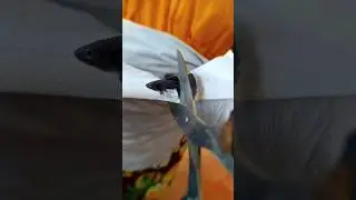 First Time Tail Cutting | Guppy Fish | Over Delta Tail | @aquaparadisetvm | 💔✂️