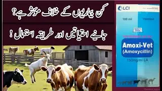 Amoxivet Injection | Uses in Urdu | Amoxicillin | Animal Treatment Medicine | Veterinary Updates