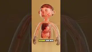 kenapa kalau gugup tangan dingin, berkeringat, perut mulas dan jantung berdebar kencang. #claymation