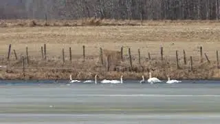 Tundra swans in Murray Marsh