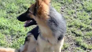 Ep 1 Sniff Test.This is our first video in the channel. We will be posting about Taico and K9s. 