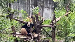 Chengdu Research Base of Giant Panda Breeding