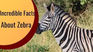 10 Incredible Facts About Zebra, Do You Know