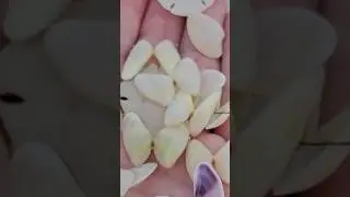 Rips? Go SHELLING 🤙