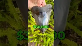 I Found A Megalodon Shark Tooth While Fossil Hunting!