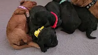 2 week old mini Goldendoodle pups