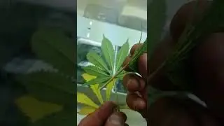 Marijuana Garden Example  Inspecting the leaves  Kv Grow Boss