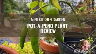Pot-A-Peno | Обзор растений для мини-огорода