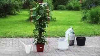 Airy indoor air filtering pot installation tutorial