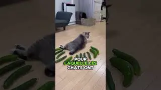 Pourquoi les chats ont-ils peur des concombres ? 🐱🥒😅