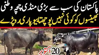 Chichawatni Mandi 2025 | Heavy Buffaloes For Sale | Malumor Janwar Mandi