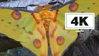 Argema mittrei: Comet Moth - 4K Quality No Commentary
