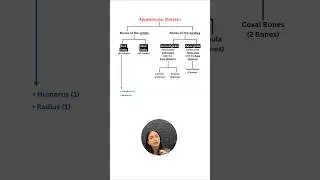 Appendicular Skeleton in 2 mins🔥| Locomotion & Movement #shorts #neet #class11 #biology #study #yt