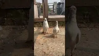 Desi #pigeon #lover #kabootar  # Shar ap na 🥷⚜️