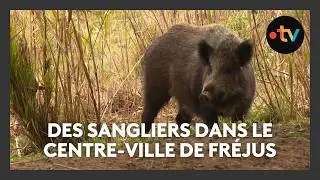 Espaces verts, bords des routes... Les sangliers s'installent dans le centre-ville de Fréjus