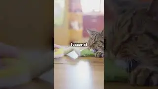Why Do Cats Bring You 'Gifts'? 🐦🎁