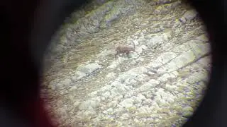 Alpine ibex in the dolomites / Steinbock in den Dolomiten.