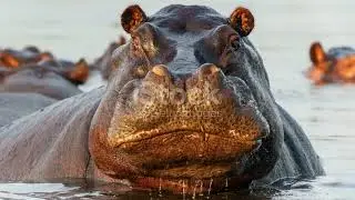 African Safari - Top Best African Destinations to Tour between July and December 2024