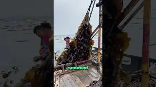 How Seaweed Farming Changed the World! 🌊💚#shorts