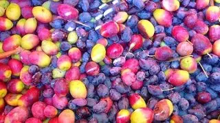 Olive oil export from Crete Greece
