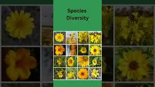 Types of Biodiversity | Genetic, Species & Ecological Diversity