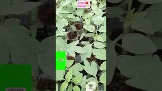 Tomato🍅 Saplings🌱 #hyderabad #vegtablessaplings #gardeningservices #hydgardeners #landscapingexperts