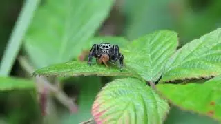 Ara&ntilde;a Saltadora. R&iacute;a San Martin.