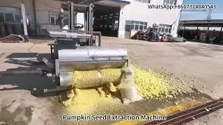 Pumpkin Seed Extraction Machine &ndash; Fast & Clean Seed Separation for Maximum Efficiency!