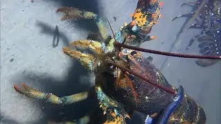 Live Stream 🟢 –Diving Marathon - Non-stop Action！ #diving #fishing #seafood #shorts