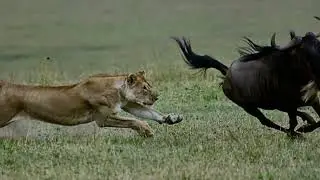 The most unique animal survival strategies.