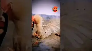 Before and After chick transformation