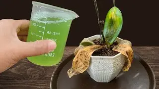 How To Revive Any Dying Orchid With This Simple Trick (It Always Works!)