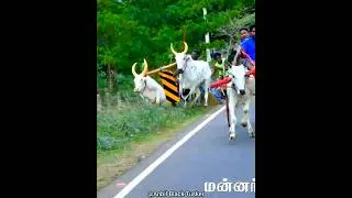 😔என்ன கொடுமை🚧#reklarace#jallikattu#ரேக்ளாரேஸ்#rekla#inbu#skr#ksp#rekla_race_2022#ரேக்ளா#theone#retro