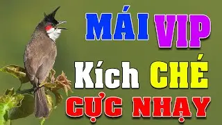 Ch&agrave;o m&agrave;o m&aacute;i h&oacute;t k&iacute;ch trống #chaomaomai