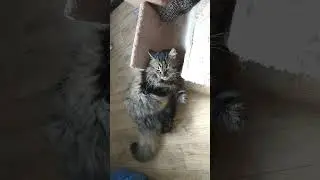 Кот в эйфории от.... косточки для собак! ))
